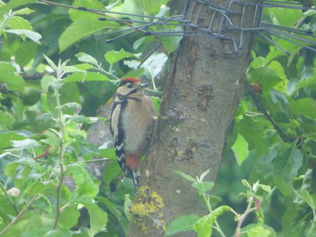 Ich aaaaaarmer kleiner Buntspecht!