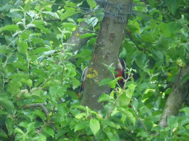 Boah ey, jetzt muß ich auch noch mitd em Futter "Haschen" spielen! :-((((