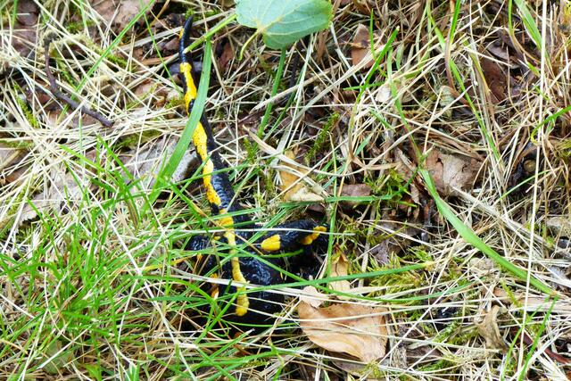 Hat er seinen Kopf im Gras versteckt?