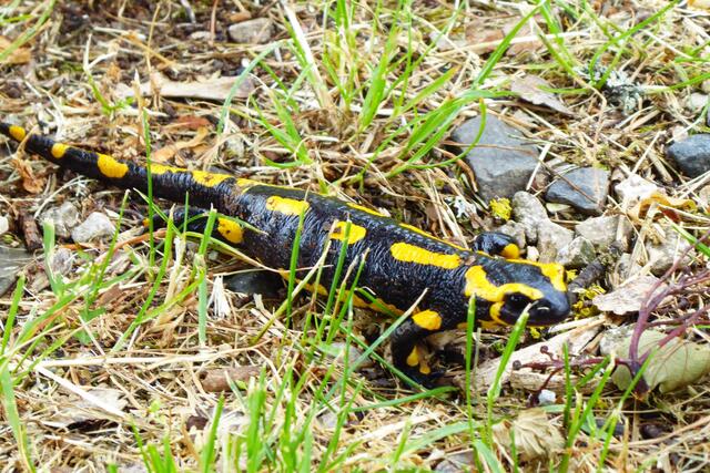 Nochmals der Feuersalamander am Hügelchen.