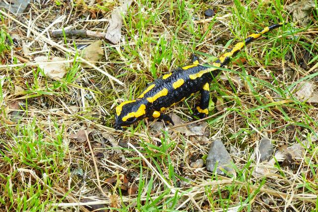 Der Feuersalamander ist entdeckt und mit der Kamera gelingt ein erstes Bild.