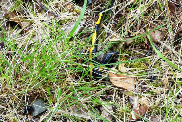 Langsam kriecht der Feuersalamander vorwärts, was ich an seinen Hinterbeinen erkenne.