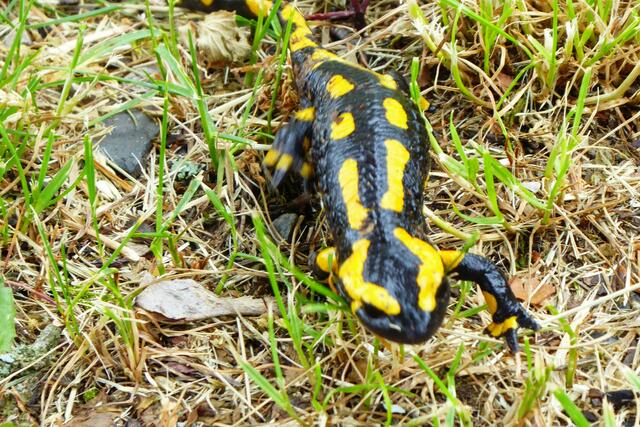 Nun soll er von vorne gezeigt werden.