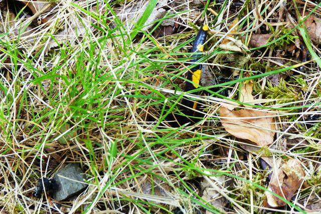 Nun ist nur noch das Schwanzende zu sehen. Danach verschwindet er in dem gut getarnten Erdloch, das ich zuvor gar nicht bemerkte.