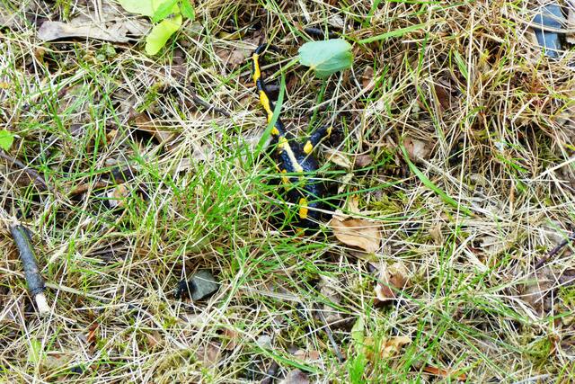 Doch da sehe ich den Kopf des Feuersalamanders nicht mehr.