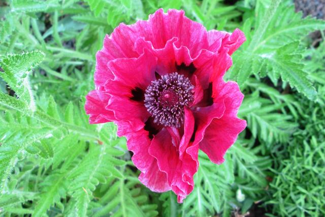 Orientalischer Mohn der Sorte Harlem.