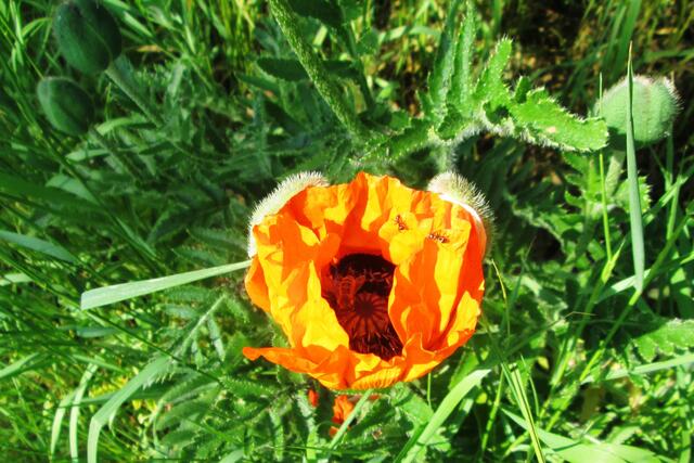 Geöffnete Blüte des Orientalischen Mohns mit beiden behaarten Kelchblättern und ersten Besuchern. Bitte nutze die Lupe.