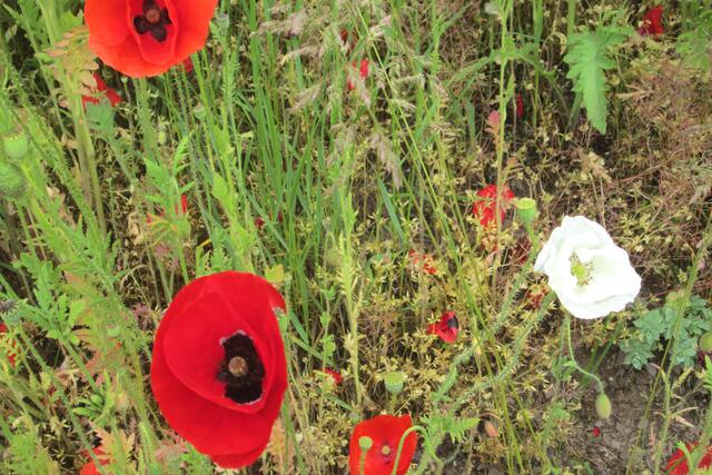 Klatschmohn in der Blüte.