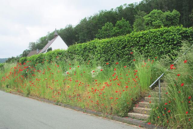 Der Klatschmohn am 8. Juni 2021 unterhalb des Friedhofs. Er wurde in seiner vollen Blüte abgemäht. Das war eine offensichtlich gedankenlose Tat eines Mitarbeiters des städtischen Bauhofs, die sehr viel Unmut erzeugte.