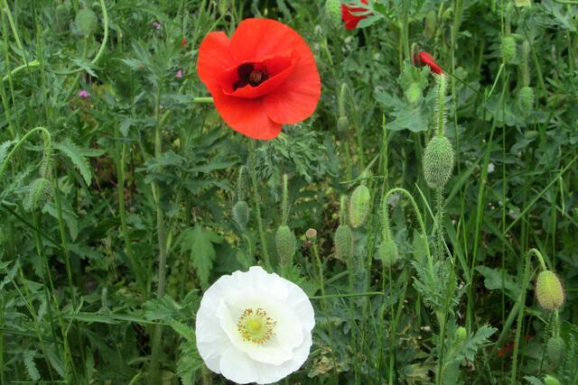 Klatschmohn in rot und weiß.
