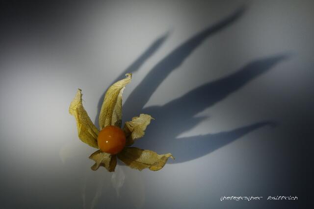 Kiwi Schattenspiel..