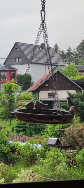 ...und vor dem Fenster hängt die Nahrungsquelle...