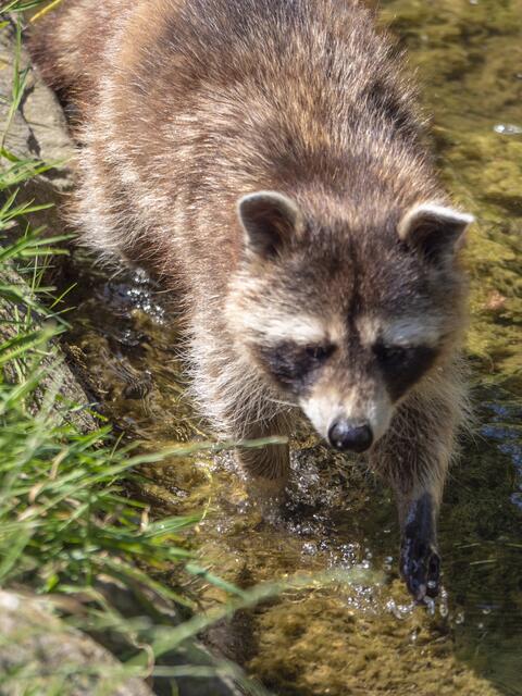 Waschbär ohne Wäsche