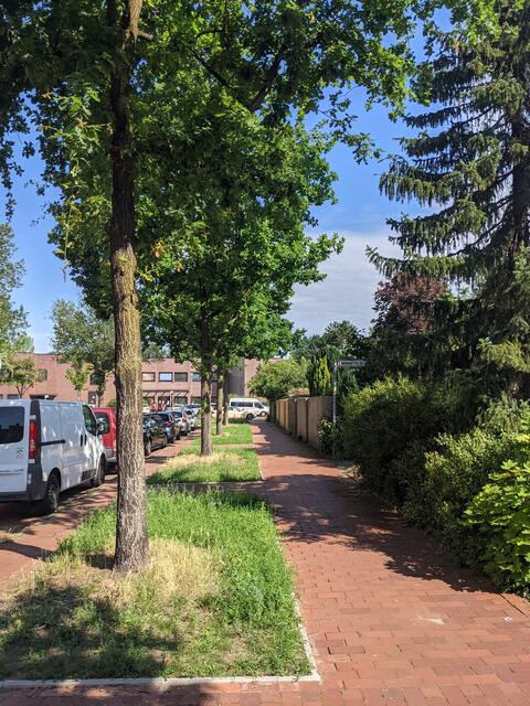 Vergrösserte Baumscheiben in der Bergener Straße