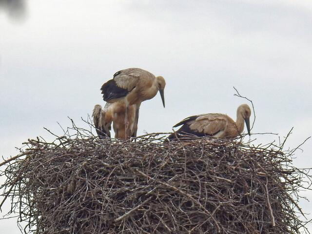 Alle drei Jungstörche stehen im Nest. Sie sind jetzt schon soweit, auch ohne ein Elternteil einige Stunden alleingelassen im Nest verbringen zu können.