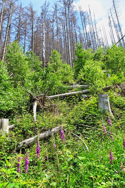 im Zwisseltal, die ehemaligen Fichtenbestände sind längst alle abgestorben, ein neuer Wald entsteht