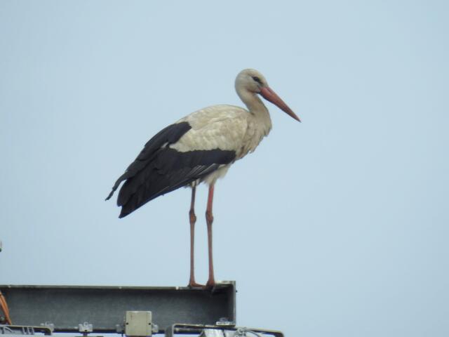 Auf der anderen Seite es großen Geländes steht auch der Steinwedeler Storch. Ob die Altstörche hier wohl Mäuse suchen? Jedenfalls zeigen sie Geduld und haben wohl keine Sorgen um ihren Nachwuchs!