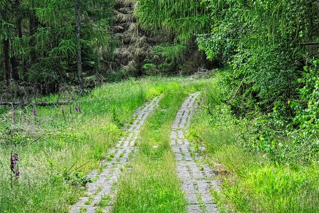Kolonnenweg im Tuchtfeldstal