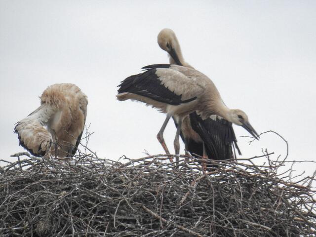Hier wird versucht Vaters ungünstige Zweigablagen zu korrigieren. Zeit für den Fotografen, sich wieder auf den Heimweg zu begeben.