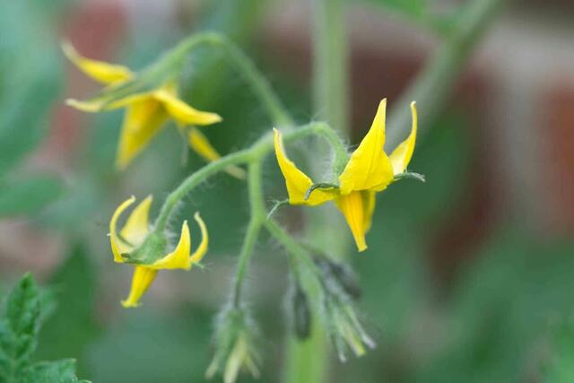Sollen Früchte werden