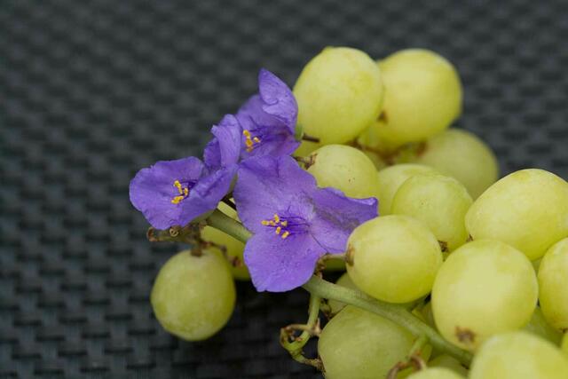 Noch nicht aus deutschem Anbau