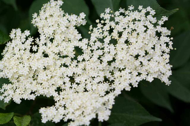 Die dann werdenden Früchte sehr gesund