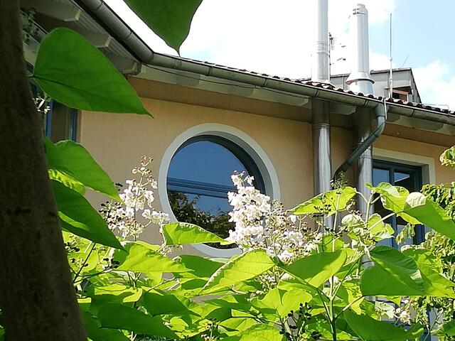 Wer weiß wie dieser Baum heißt ? - Temperaturen: Nachts 13,2° / 11:03 22,3° / 10:22  in der Sonne 32,3°  /  4.7.2021 !!! Sonntagsbilder 2021 !!!