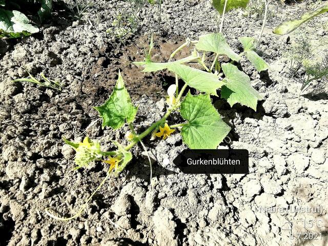 Temperaturen: Nachts 13,2° / 11:03 22,3° / 10:22  in der Sonne 32,3°  /  4.7.2021 !!! Sonntagsbilder 2021 !!!