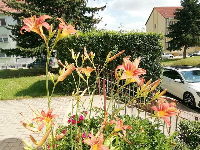 Temperaturen: Nachts 13,2° / 11:03 22,3° / 10:22  in der Sonne 32,3°  /  4.7.2021 !!! Sonntagsbilder 2021 !!!