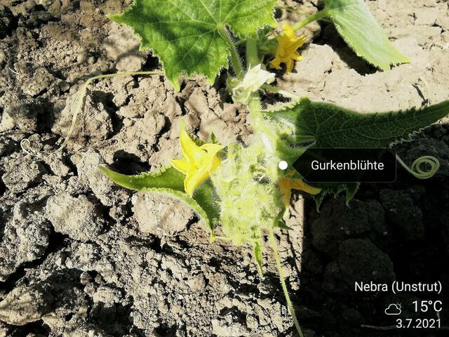 Temperaturen: Nachts 13,2° / 11:03 22,3° / 10:22  in der Sonne 32,3°  /  4.7.2021 !!! Sonntagsbilder 2021 !!!