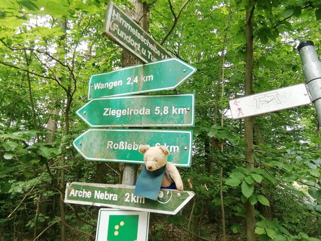 Mit O'Brian zu Hollywood am Mittelberg gewandert - aber es weiß nicht was soll es bedeuten was da im Walde steht ?!