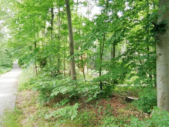 Mit O'Brian zu Hollywood am Mittelberg gewandert - aber es weiß nicht was soll es bedeuten was da im Walde steht ?!