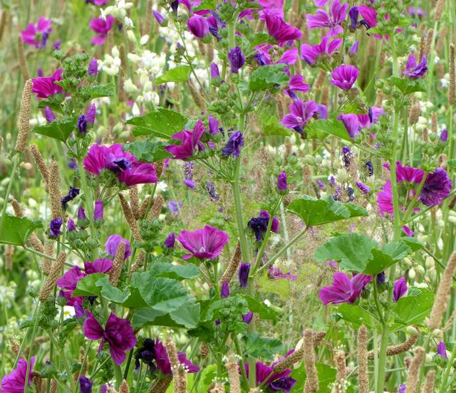 Bunte Malvenwiese am Wegesrand