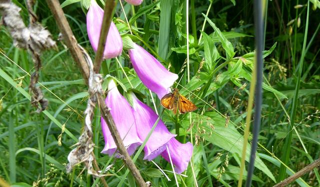Kleiner Schmetterling an großer Blüte