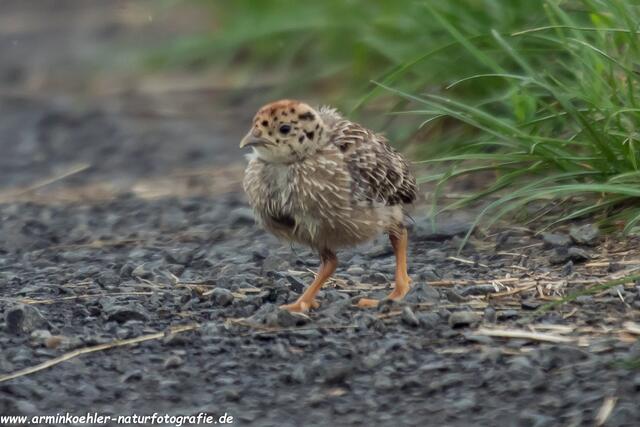 Kleiner, wertvoller Wildvogel