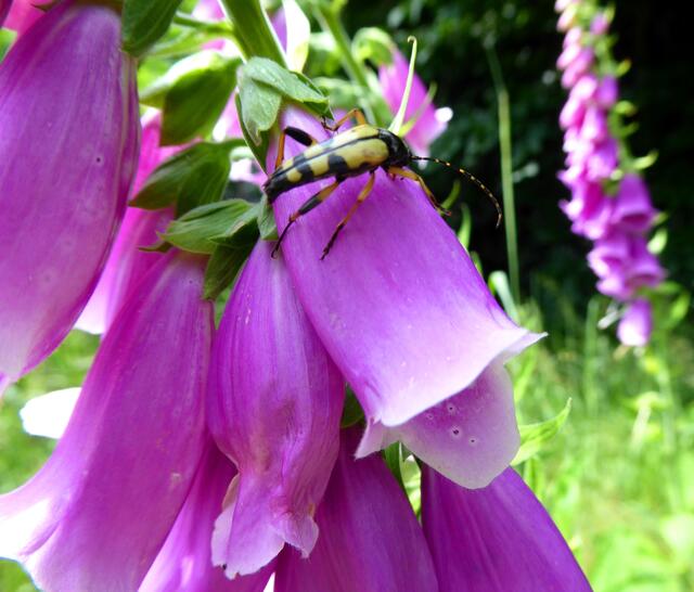 Die Fingerhutblüten hatten interessante Besucher.