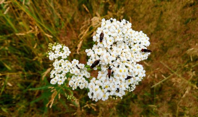 Treffpunkt auf einer Blüte
