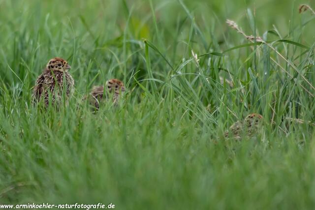 Gut versteckt