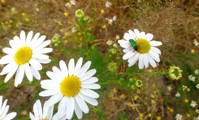 Smaragdgrüner Besucher