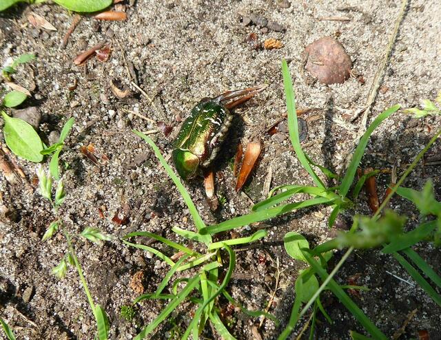 Je nach Lichteinfall schimmert er auch golden.
