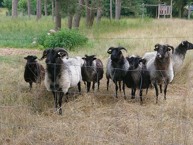 Empfangskomitee am Beginn des Wanderwegs in der Ortschaft Setzsteig