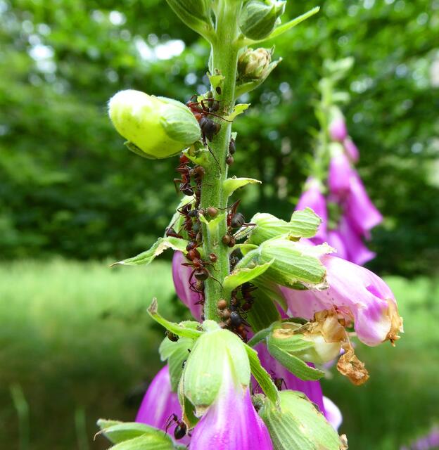 Ameisen auf Blattläusejagd