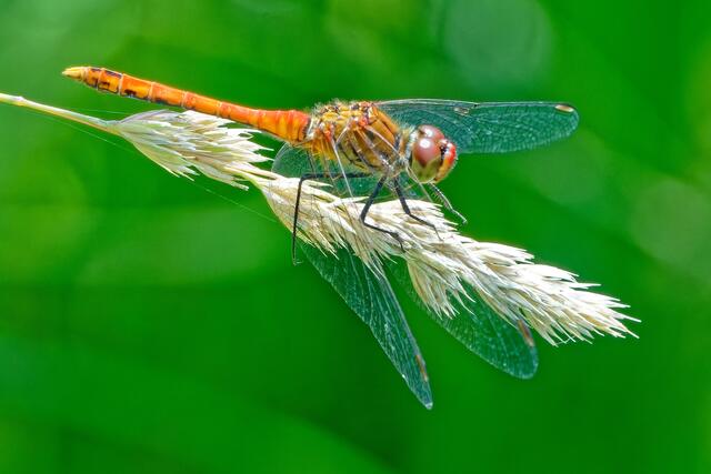 ISO 2500; F: 14,0; t=1/400s - endlich die ganze Libelle scharf!