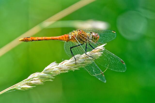 ISO 2500; F: 13,0; t=1/400s