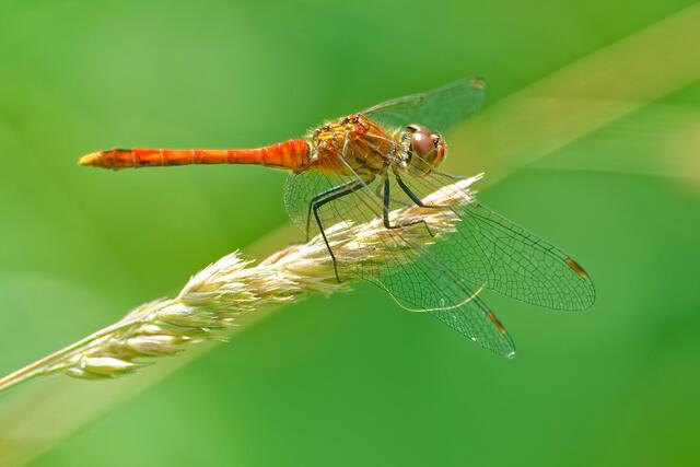 ISO 1600; F: 6,3; t=1/800s
