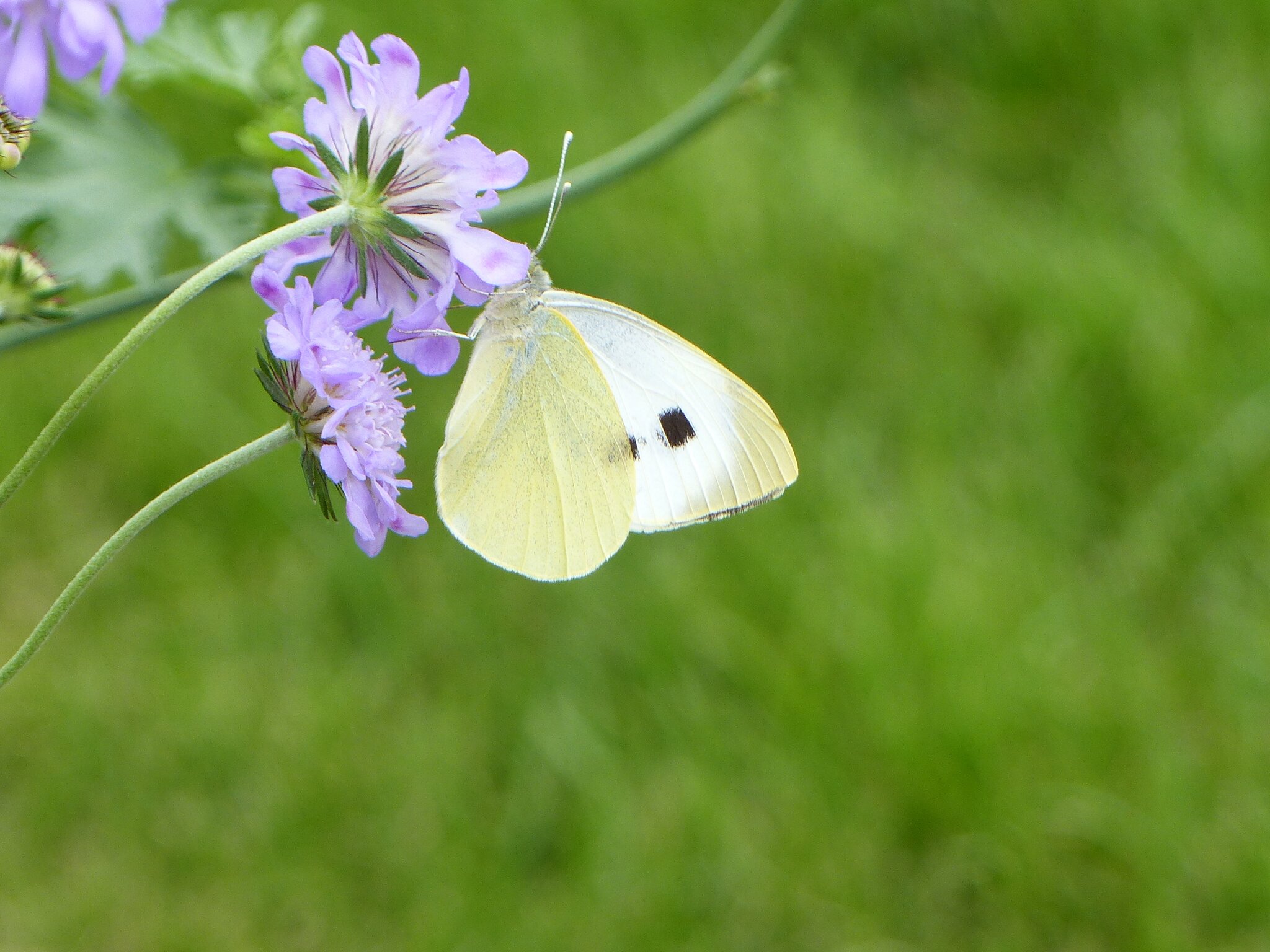 Falter im Garten Lehrte
