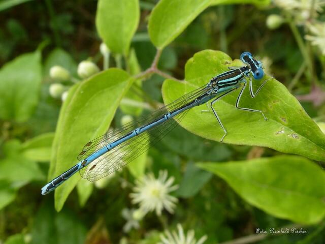 Blaue Federlibelle (M)