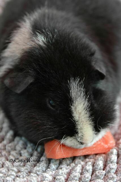 An heißen Tagen erfrischen sich unsere Meerschweinchen gerne mit Wassermelone (Foto: Katja Woidtke) | Foto: Katja Woidtke