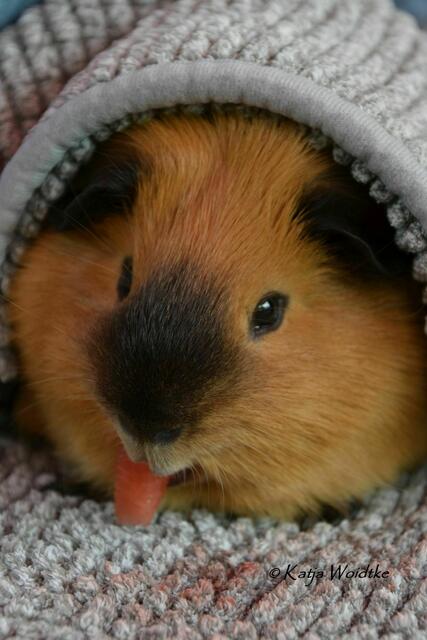 Unsere Meerschweinchen lieben an heißen Sommertagen ein erfrischendes Stück Wassermelone (Foto: Katja Woidtke) | Foto: Katja Woidtke