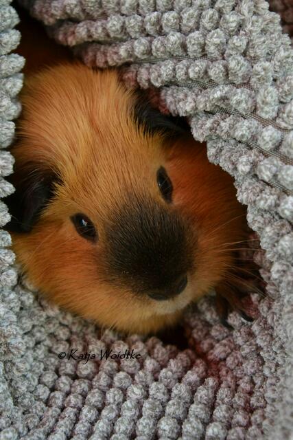 Unsere Meerschweinchen lieben an heißen Sommertagen ein erfrischendes Stück Wassermelone - und hinterher wird gekuschelt (Foto: Katja Woidtke) | Foto: Katja Woidtke